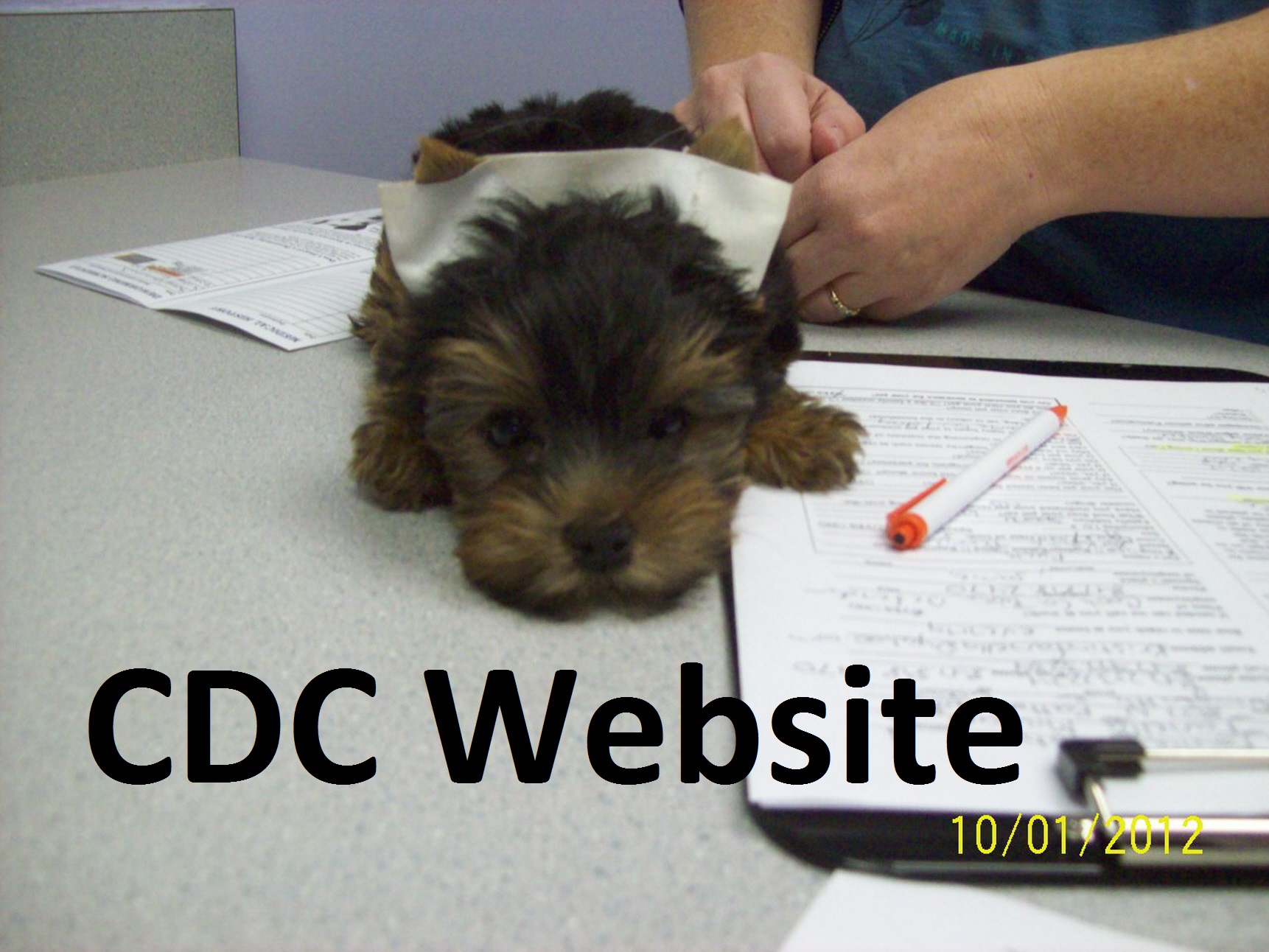 Pet Grooming in Palatine, IL Loving Care Animal Hospital