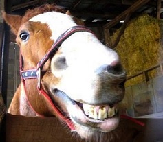 Horse smile