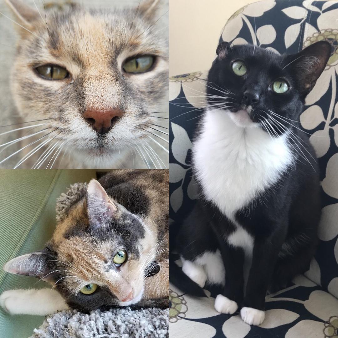 Meet the Staff at All for Paws, LLC Bristol, CT