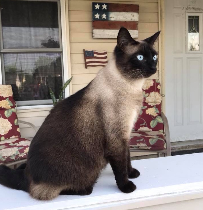 Alexandria Animal Hospital, Alexandria, IN 46001 Veterinarian