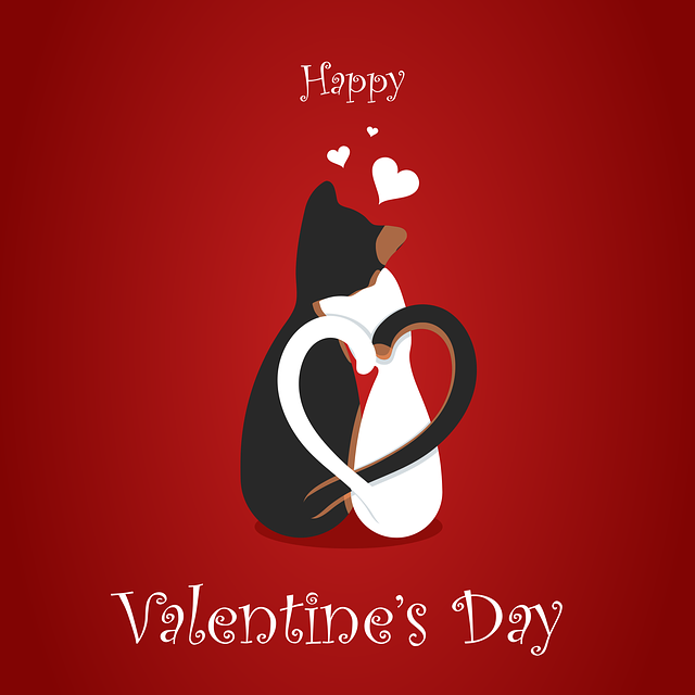 Valentine Cats Valentine Cats