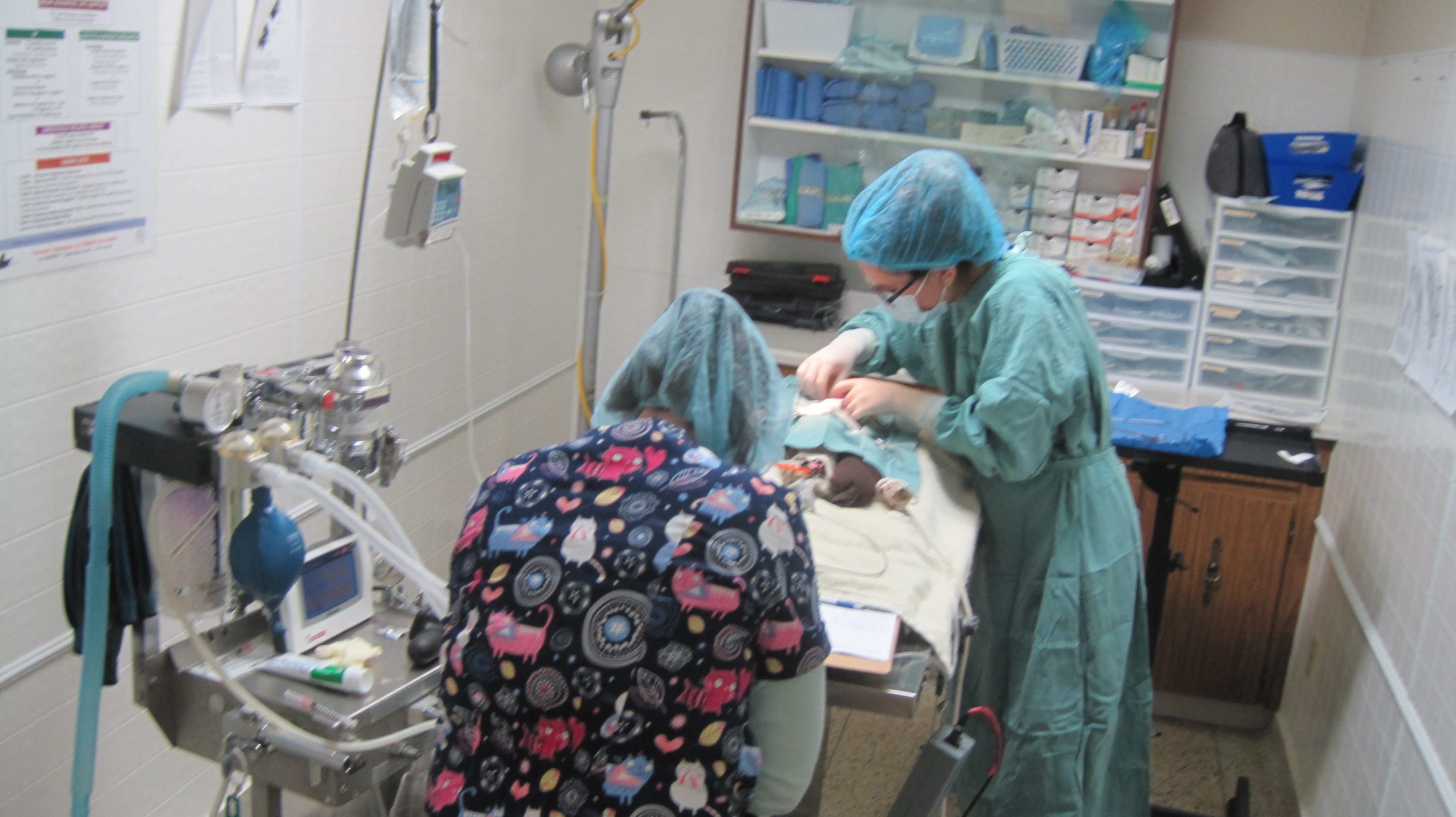 Veterinarian Job Opportunity Available