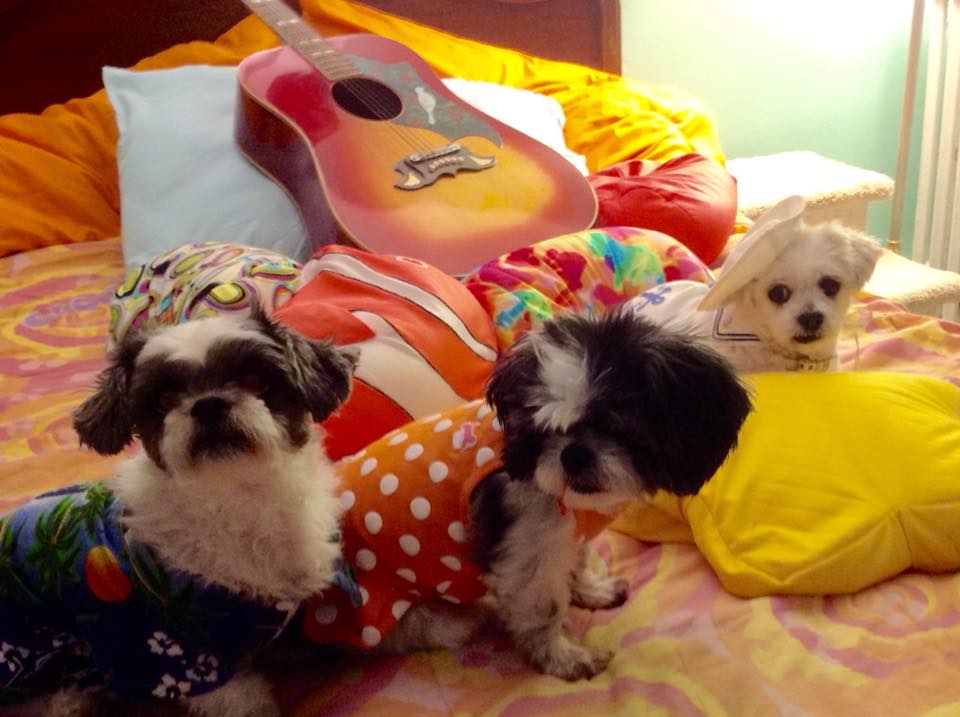 Meet the Staff at All for Paws, LLC Bristol, CT