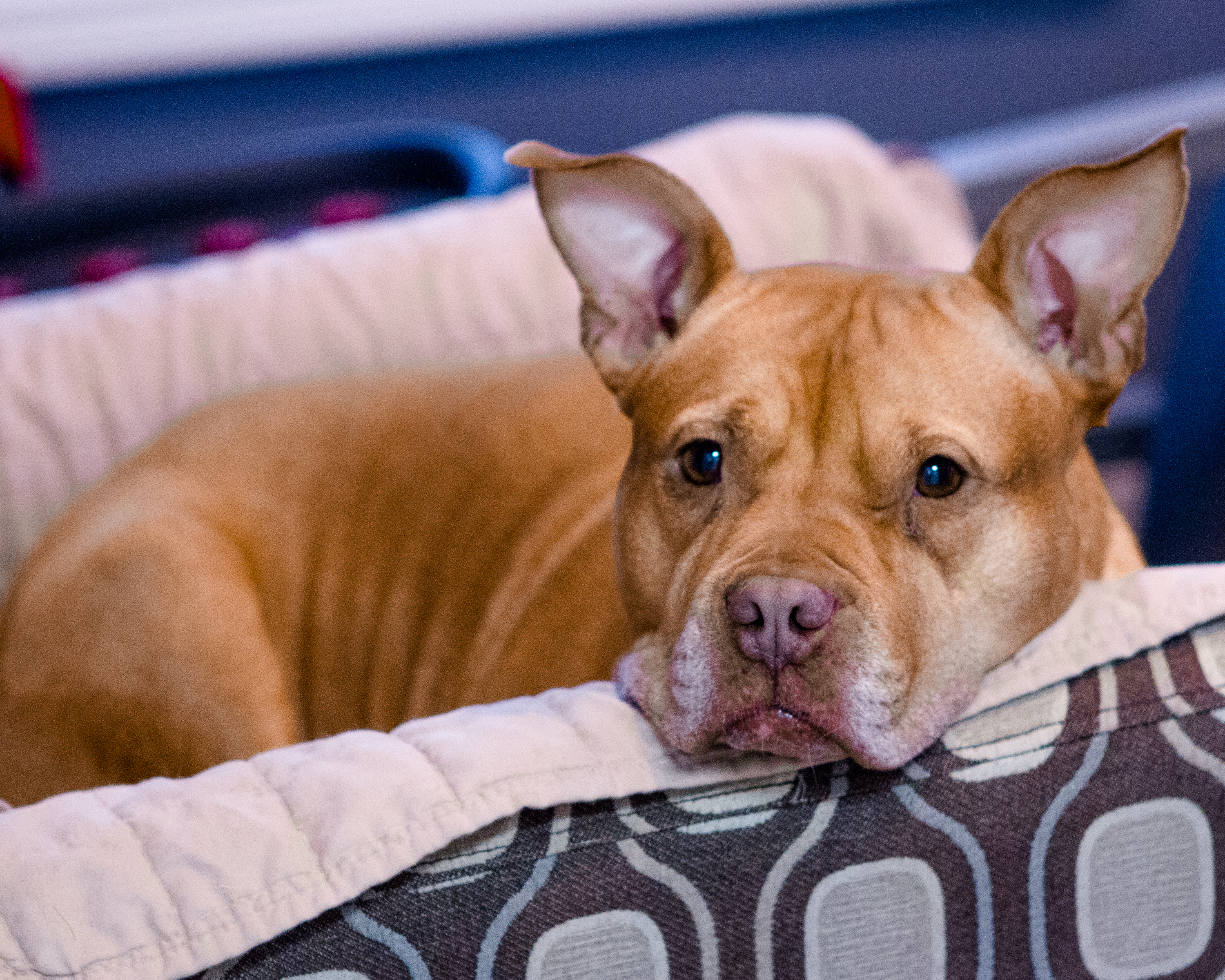 animal hope hospital