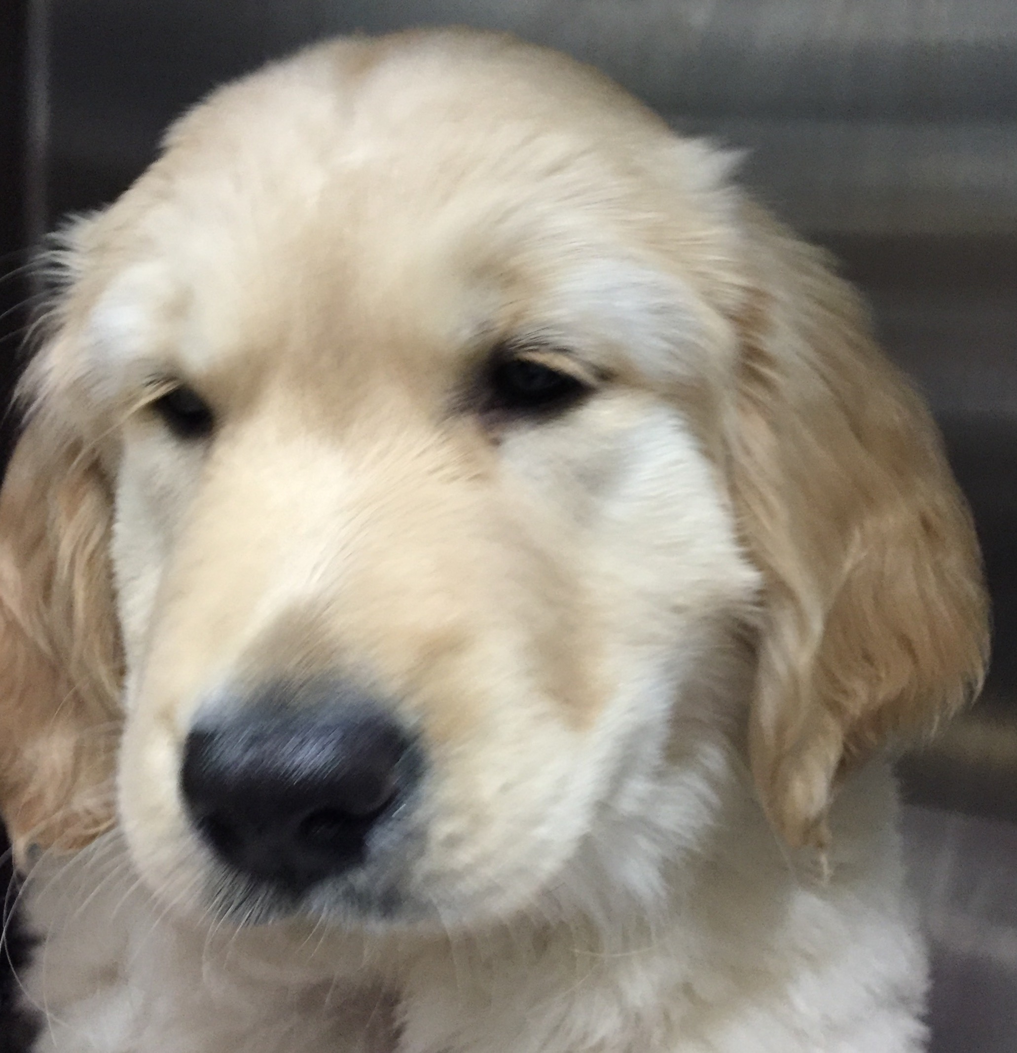 Fryeburg Veterinary Hospital