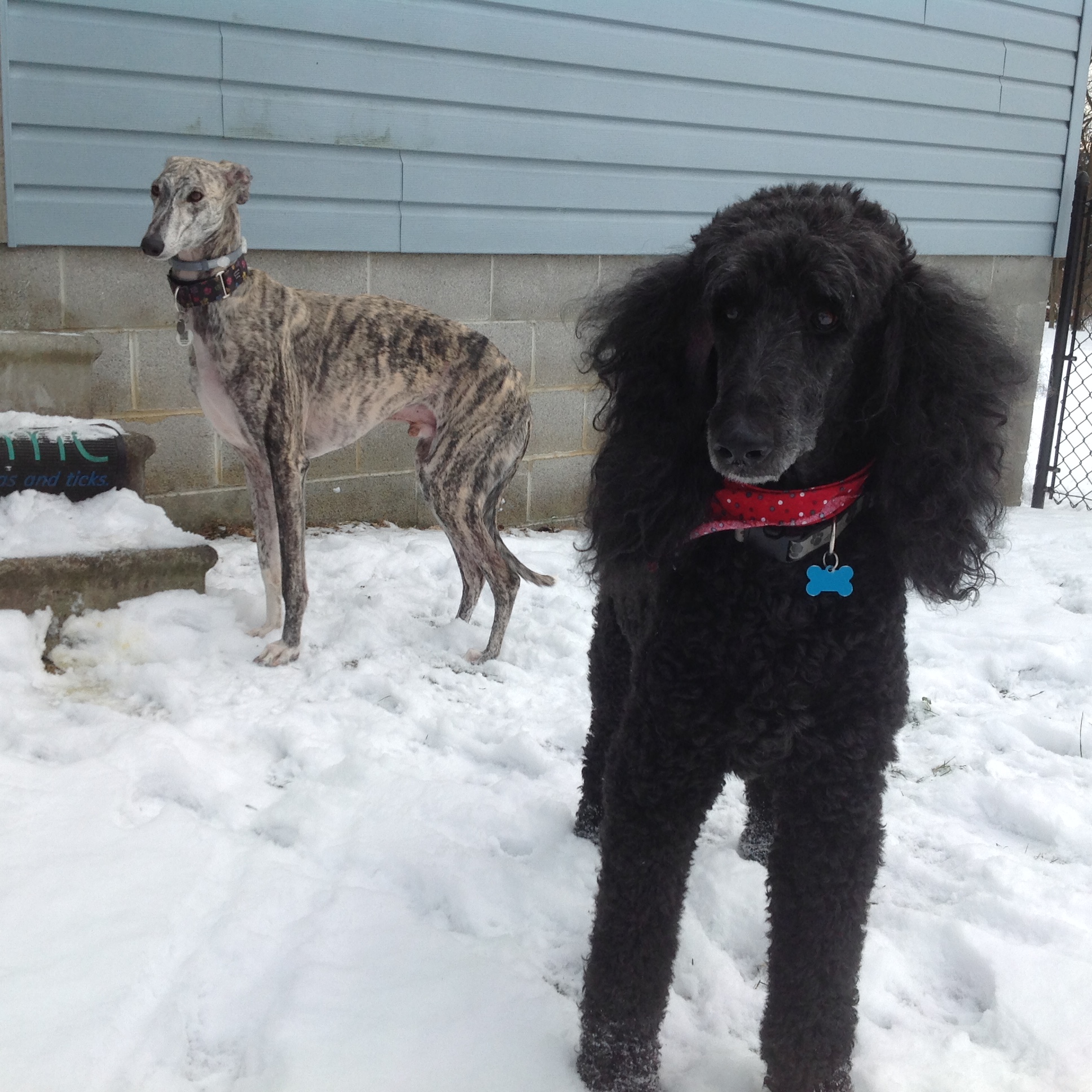 McConnellsburg Veterinary Clinic Veterinarian