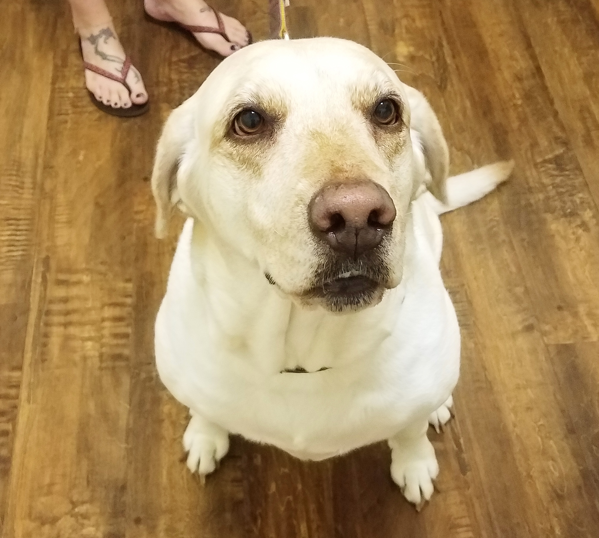 Stagecoach Pet Hospital Veterinarian