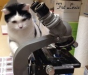 Auburn Hills Animal Hospital Auburn In 46706 Auburnhills Vetstreet Com