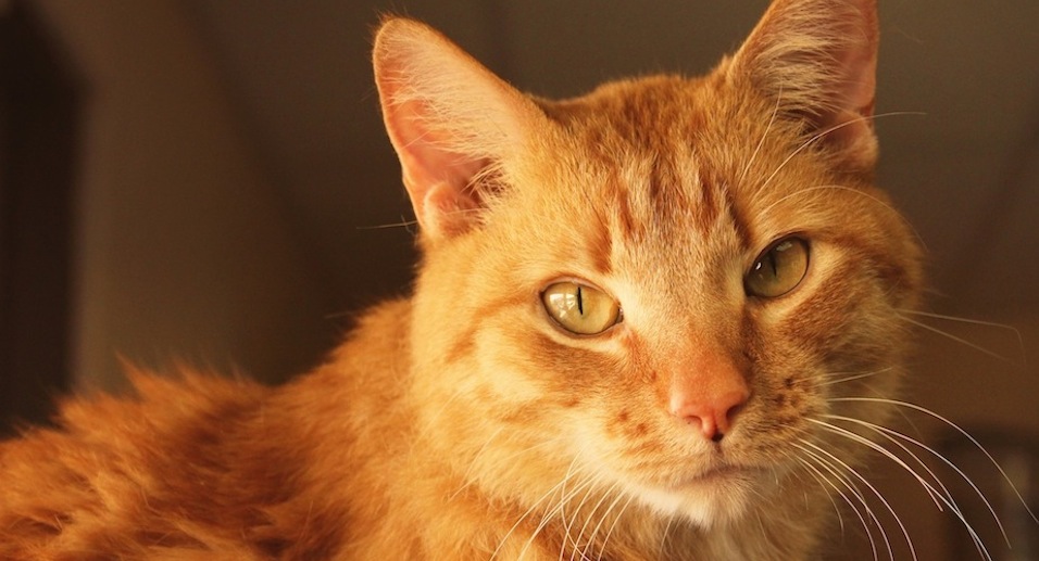 the cat doctor valencia