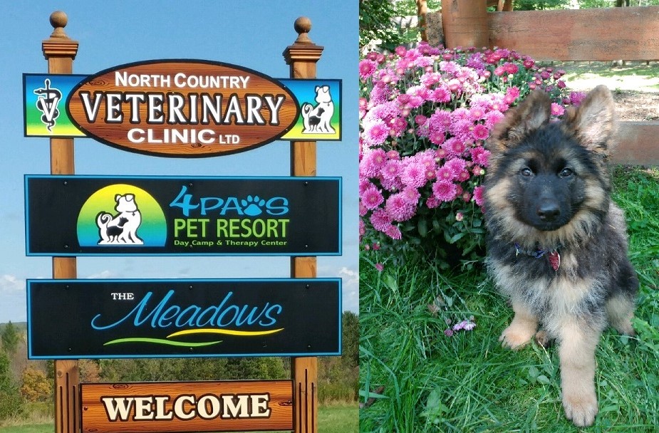 North Country Veterinary Clinic & 4Paws Pet Resort