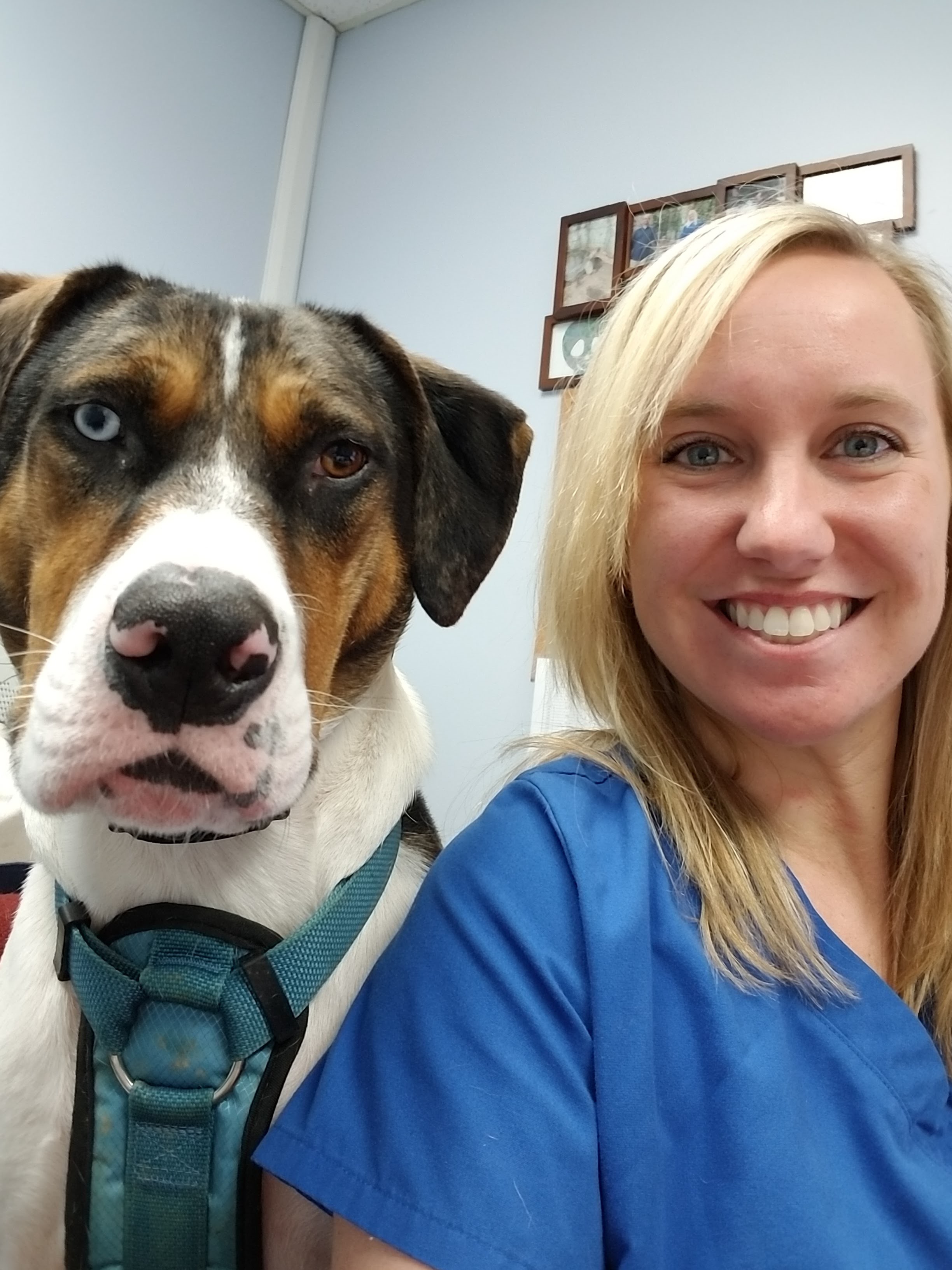 pet care animal hospital blue ash