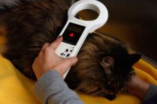 Microchipping
