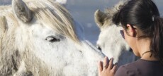 Woman petting two white horses