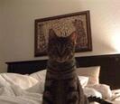 Cat Cat