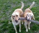 Dogs carrying a stick Dogs carrying a stick