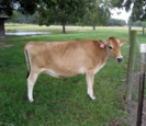 Cattle Cattle