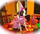 Dog dressed up in a Halloween costume