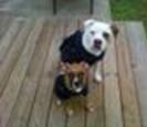 Two dogs Two dogs