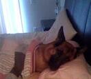 Dog sleeping in a bed Dog sleeping in a bed