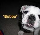 Dog Dog