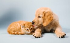 puppy and kitten