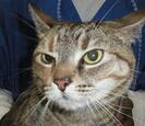 Cat Cat