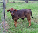 Cattle Cattle
