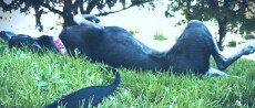 Fin, a dog, rolling around in the grass