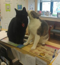 Cats sitting on the reception desk