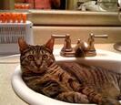 Cat in a sink Cat in a sink