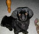Black dog Black dog