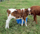Cattle Cattle
