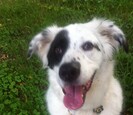 Dog Dog