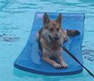 Dog floating in the pool Dog floating in the pool