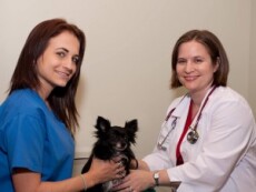 Veterinary Staff