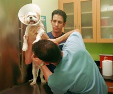 Veterinarian examining a dog