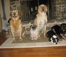 Dogs Dogs