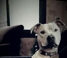 Dog Dog