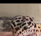 Reptile Reptile