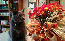 Pewter, one of the clinic cats, enjoys stopping to smell the flowers.