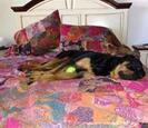 Dog laying on a bed Dog laying on a bed