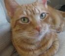 Cat Cat