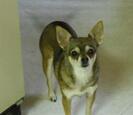 Chihuahua Chihuahua