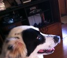 Dog Dog