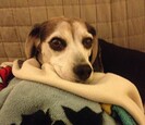 Dog Dog