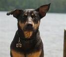 Dog Dog