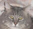 Cat Cat