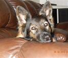 Dog Dog