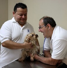 Veterinarian examining a Yorkie