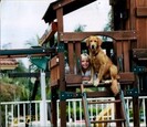 A girl and a dog in a treehouse A girl and a dog in a treehouse